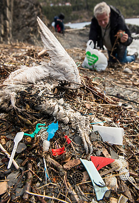 BB 15 0001 / Larus argentatus / Gråmåke